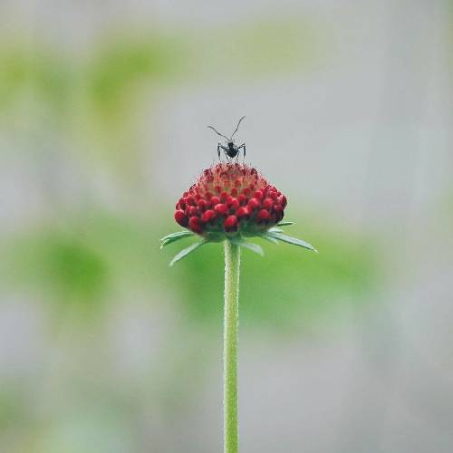 جواد یساری آوا خانومی و گل خانومی